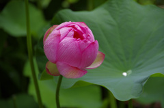 蓮の蕾