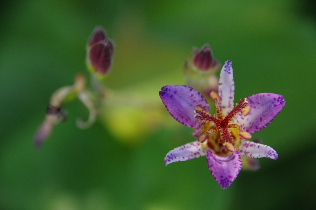 道端の草花