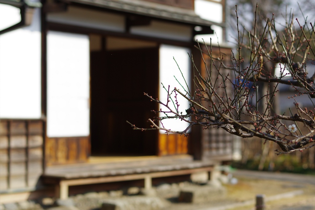 郷土の森にて