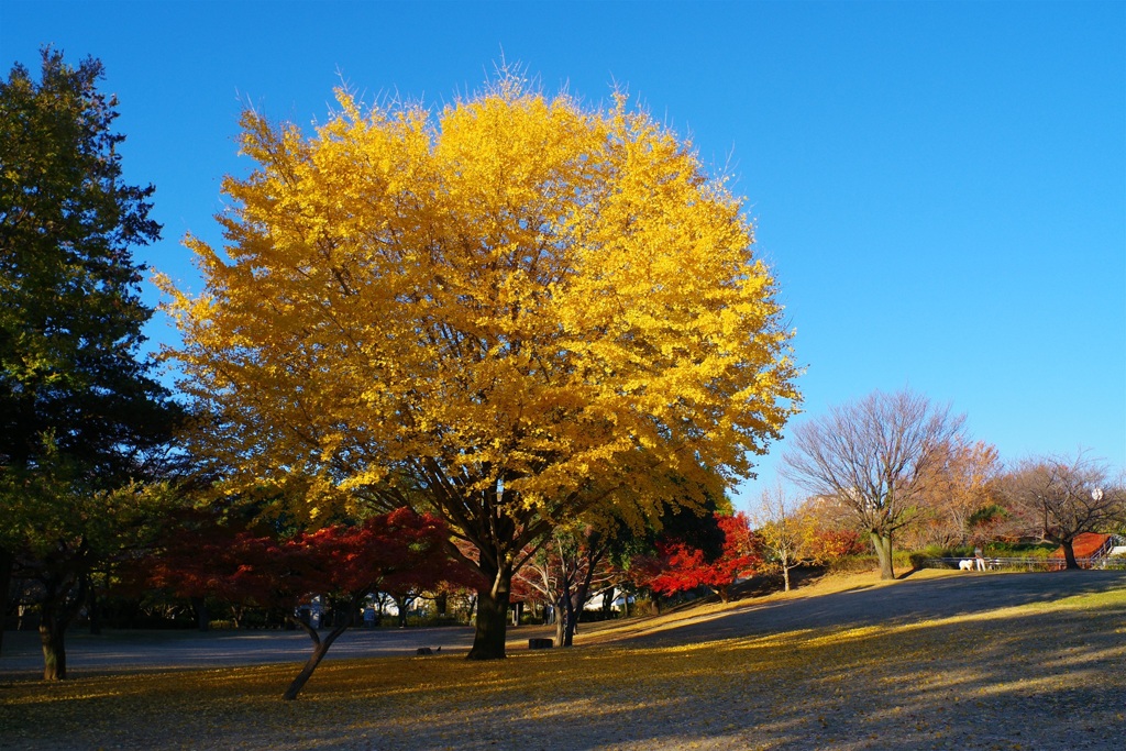 公園の大銀杏