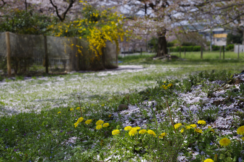 タンポポと桜