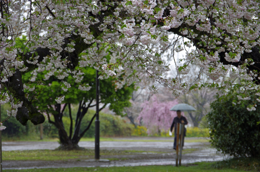 冷たい雨