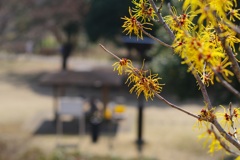 まんさくの花