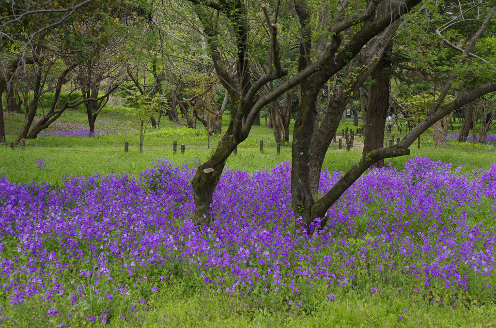 花ダイコン群生