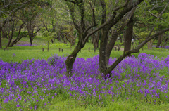 花ダイコン群生