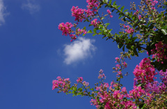 サルスベリと白い雲