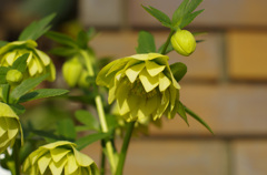 クリスマスローズ・ダブル