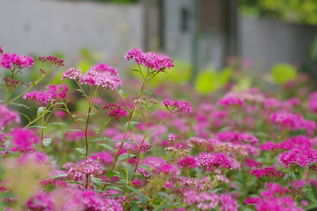 何の花でしょう？