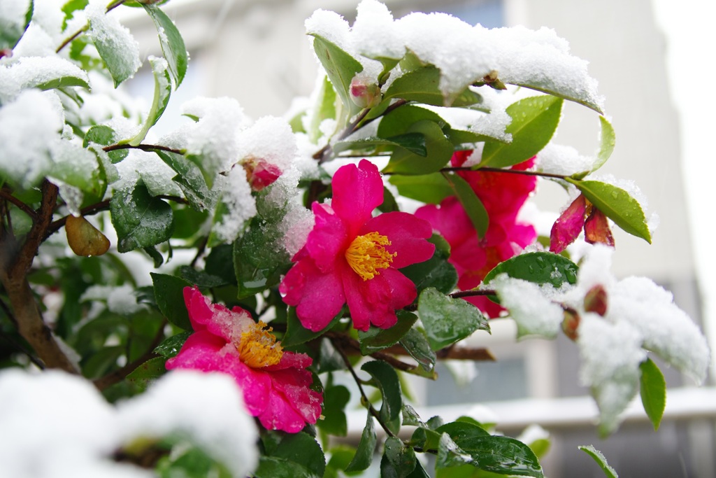 雪 椿