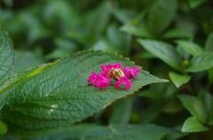 アジサイの葉のベッド