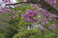 八重桜