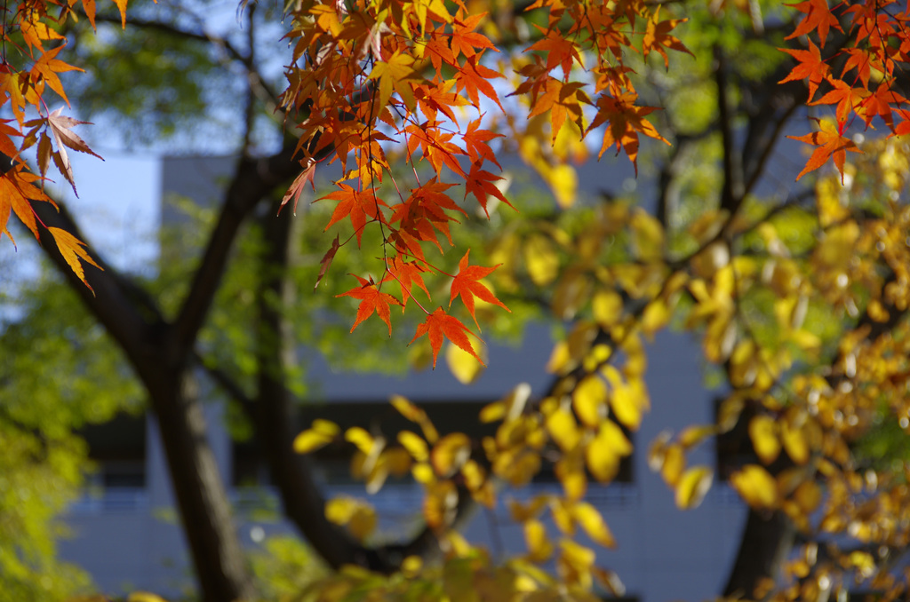 最後まで美しく