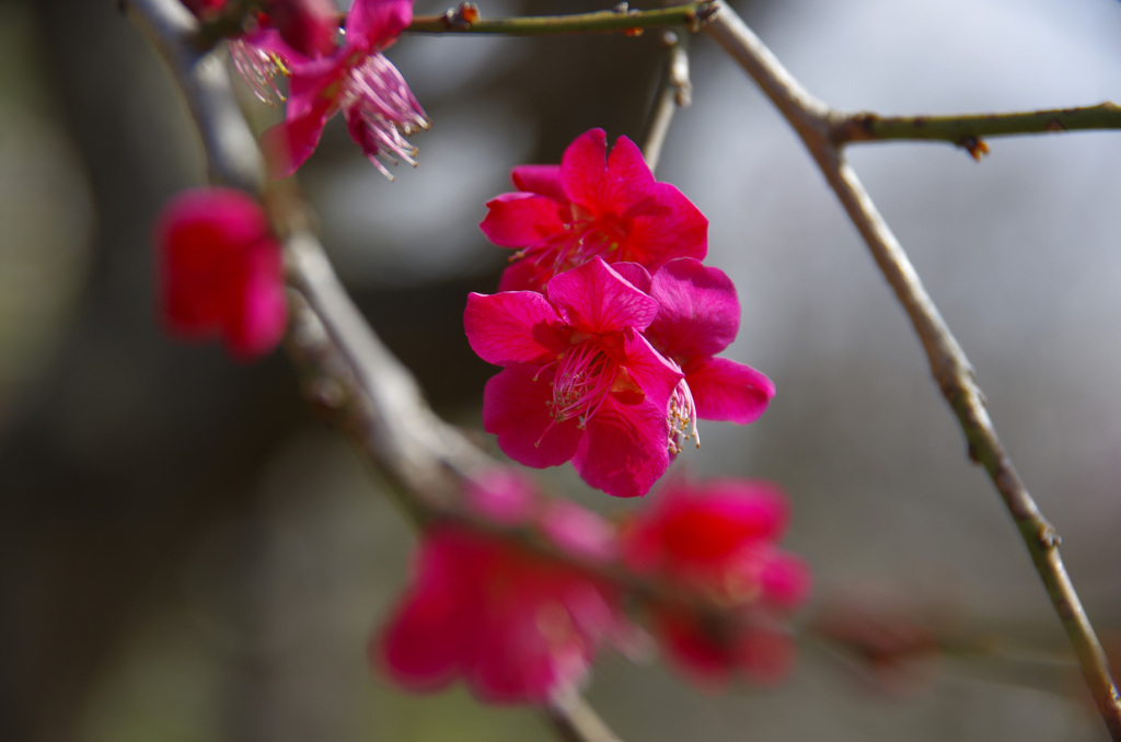 紅梅