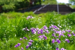 花ダイコン