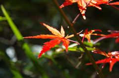 万葉植物園にて