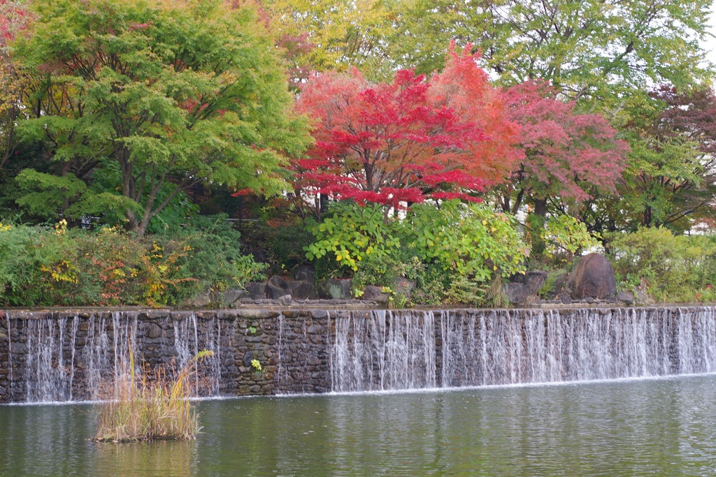 公園の紅葉