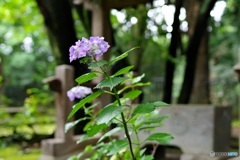 薬師様　手水屋
