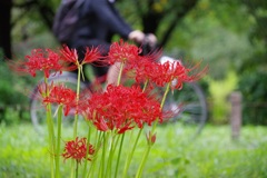 彼岸花 １