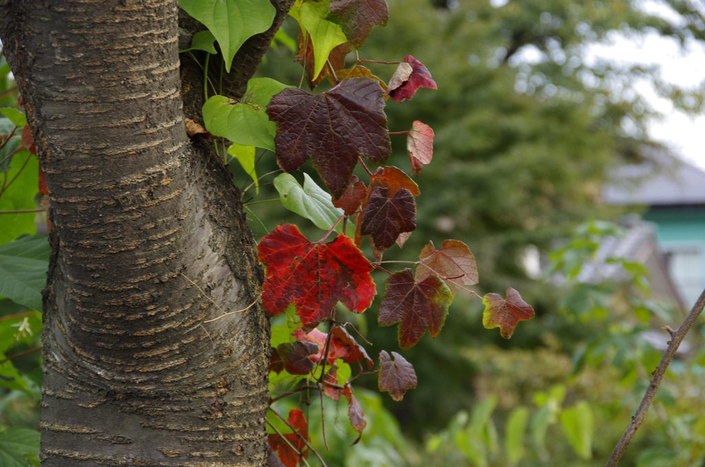 バス停脇の紅葉