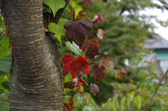 バス停脇の紅葉