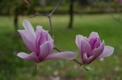 木蓮 （花言葉：自然な愛情）