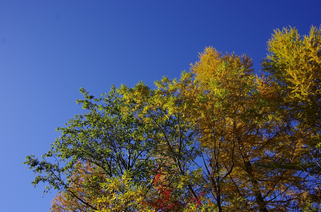 黒部ダム 紅葉１