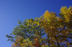 黒部ダム 紅葉１