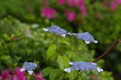 甘茶の花