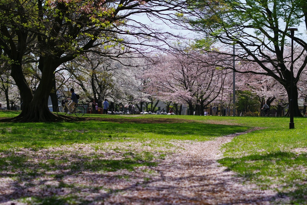 晴れた公園３