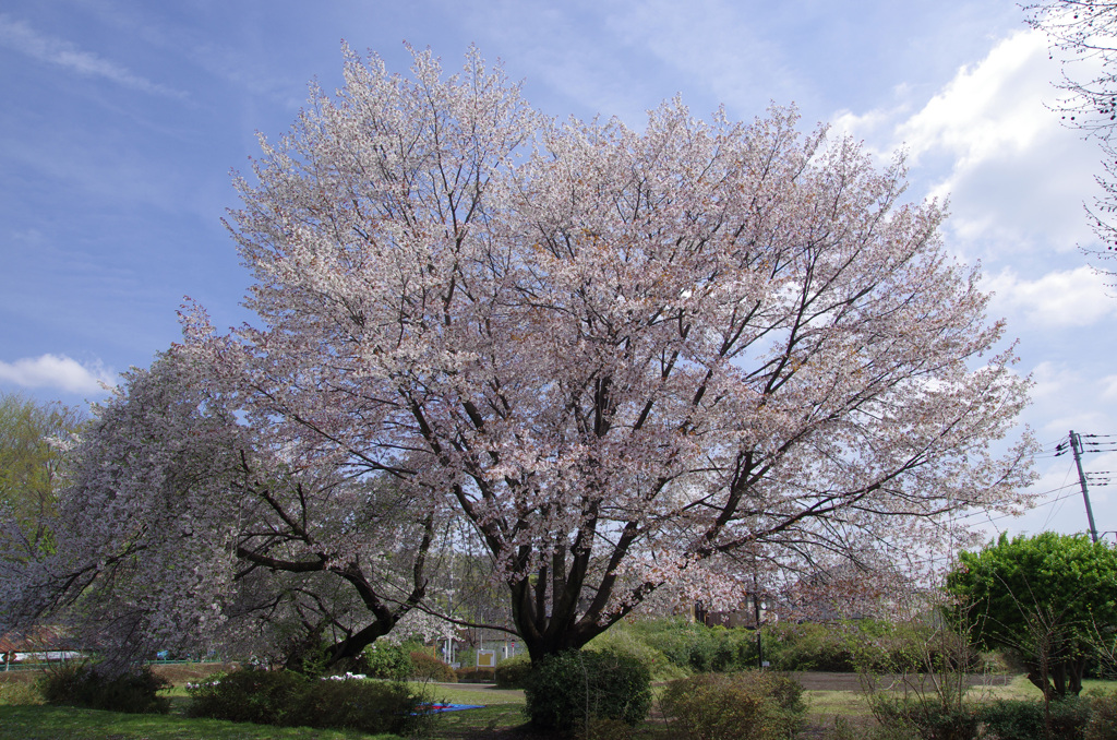 大きな桜の木
