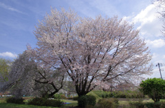 大きな桜の木