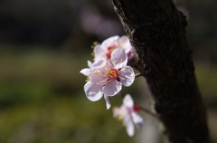 杏の花