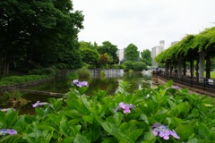 公園の風景