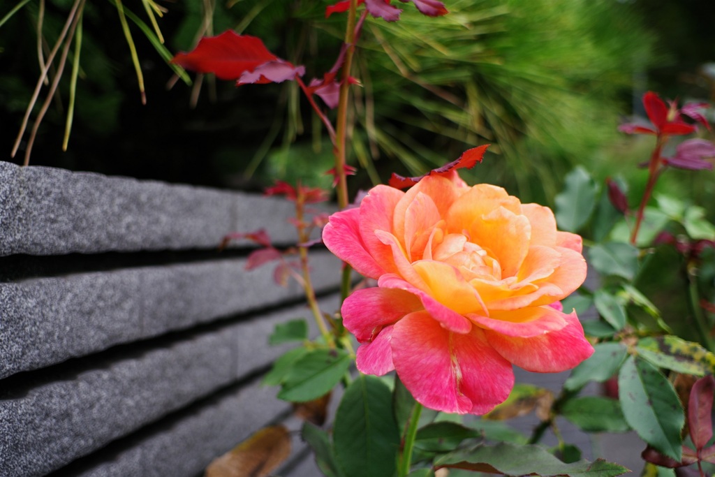 ある日の薔薇