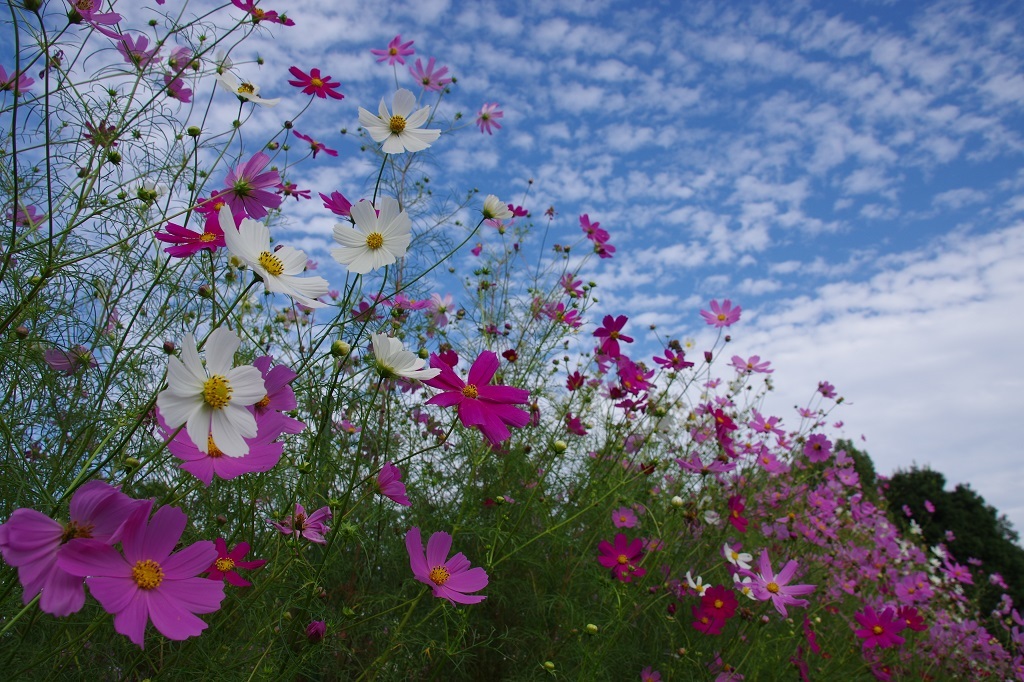 こもれびの里（秋桜畑）
