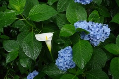 紫陽花とカラーのコンビ