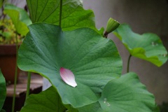 高貴な一枚