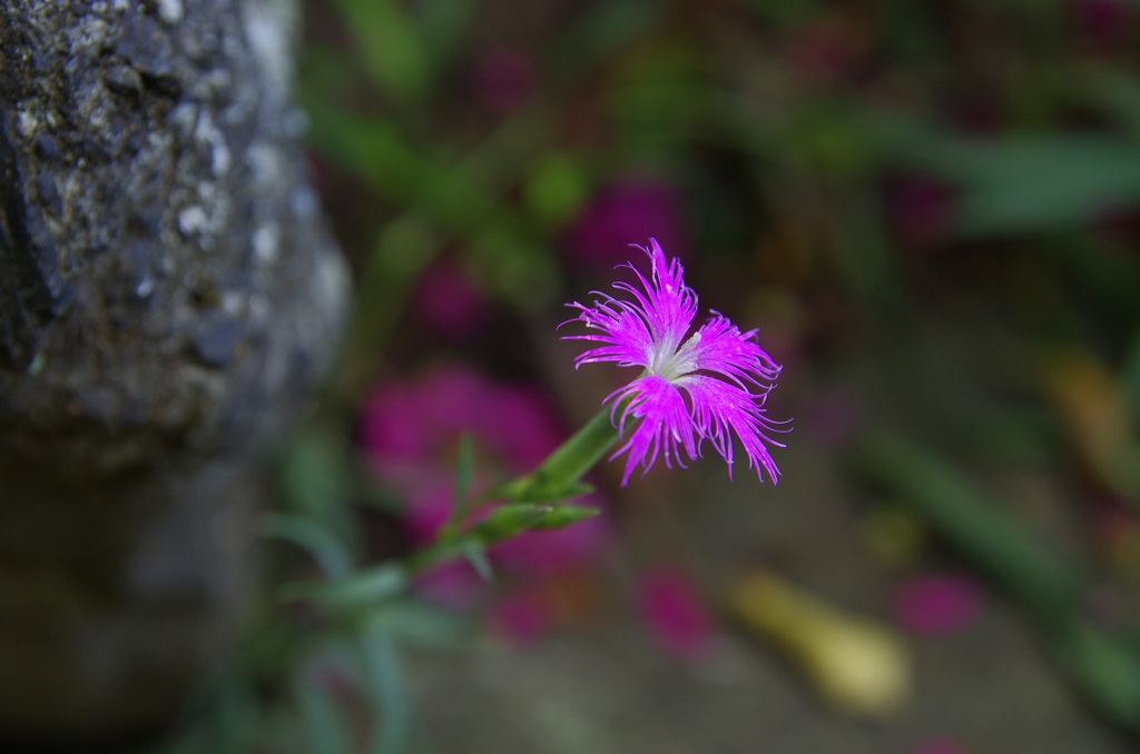 銀メダル おめでとう！