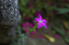 銀メダル おめでとう！