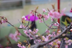 河津桜