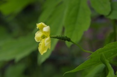 初 ゴーヤ　!(^^)!