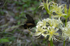 白いの おいしぃ～ ♪