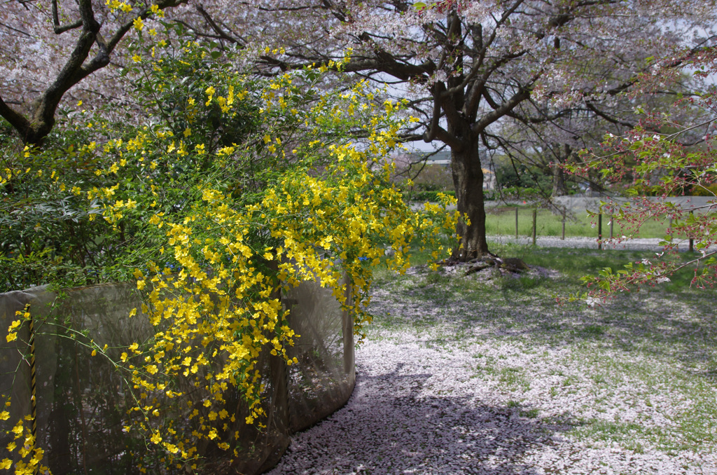 山吹のある公園