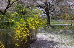 山吹のある公園