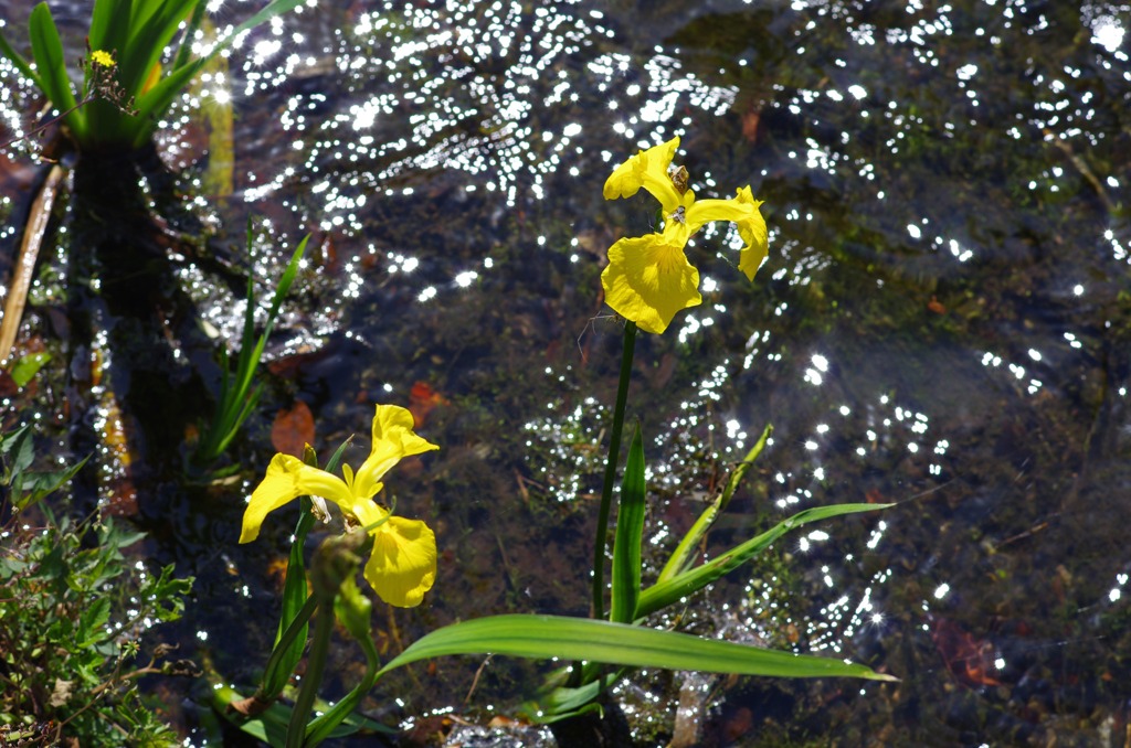 水辺のアヤメ