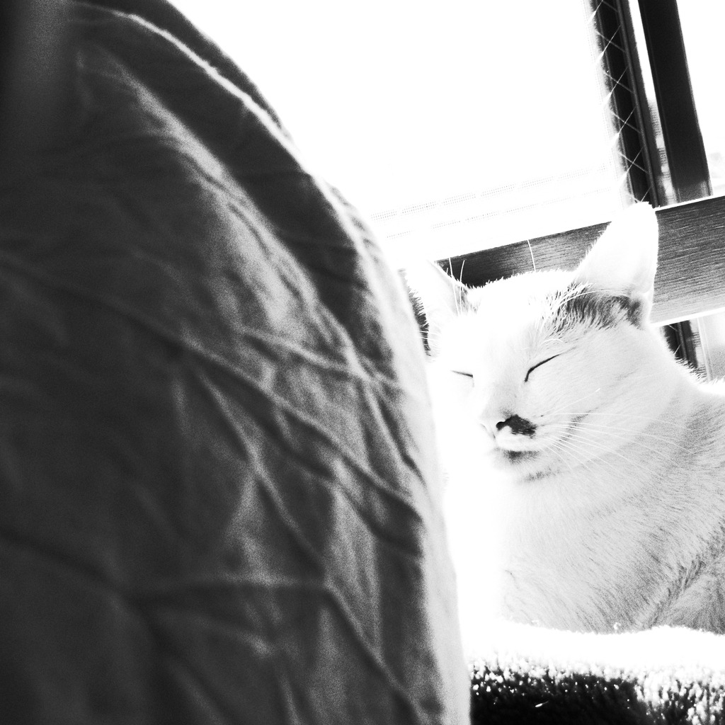 ねこ