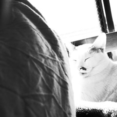 ねこ