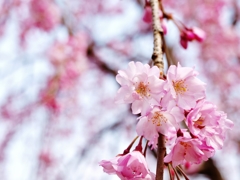 花は桜木、人は武士