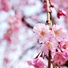 花は桜木、人は武士