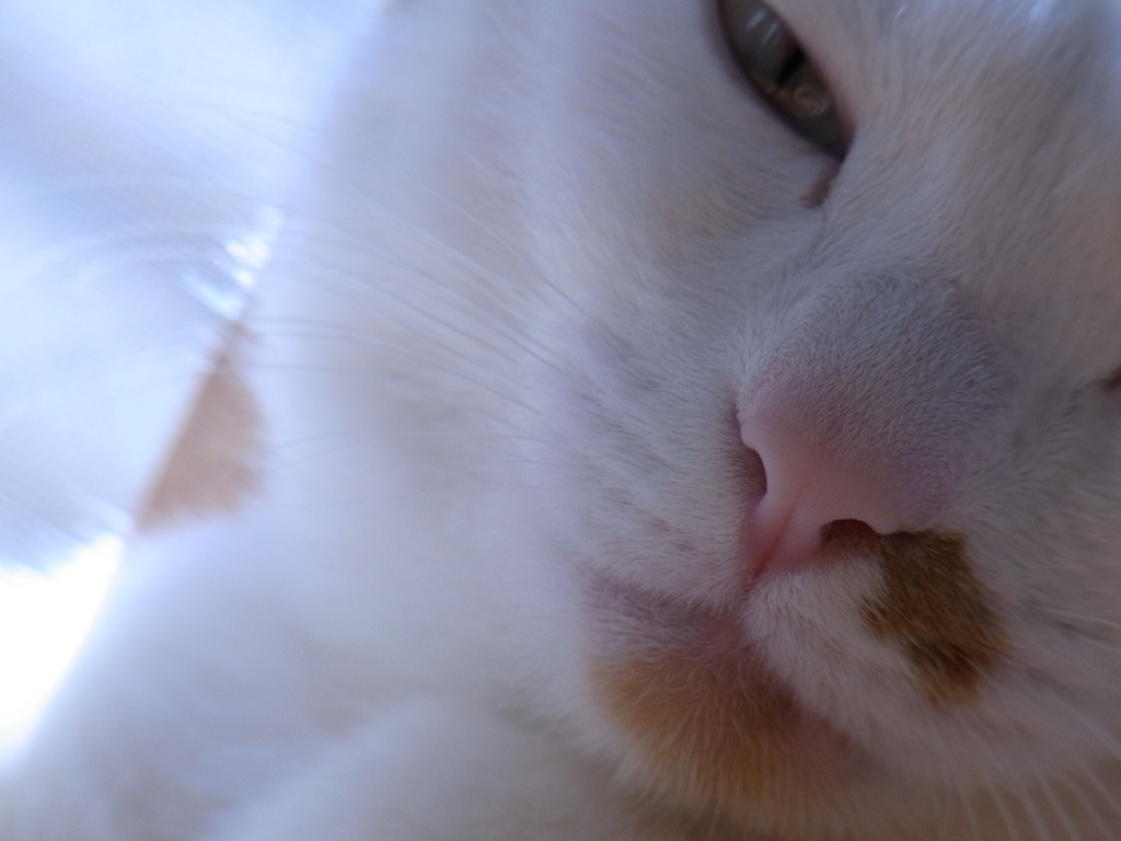 ねこｗ